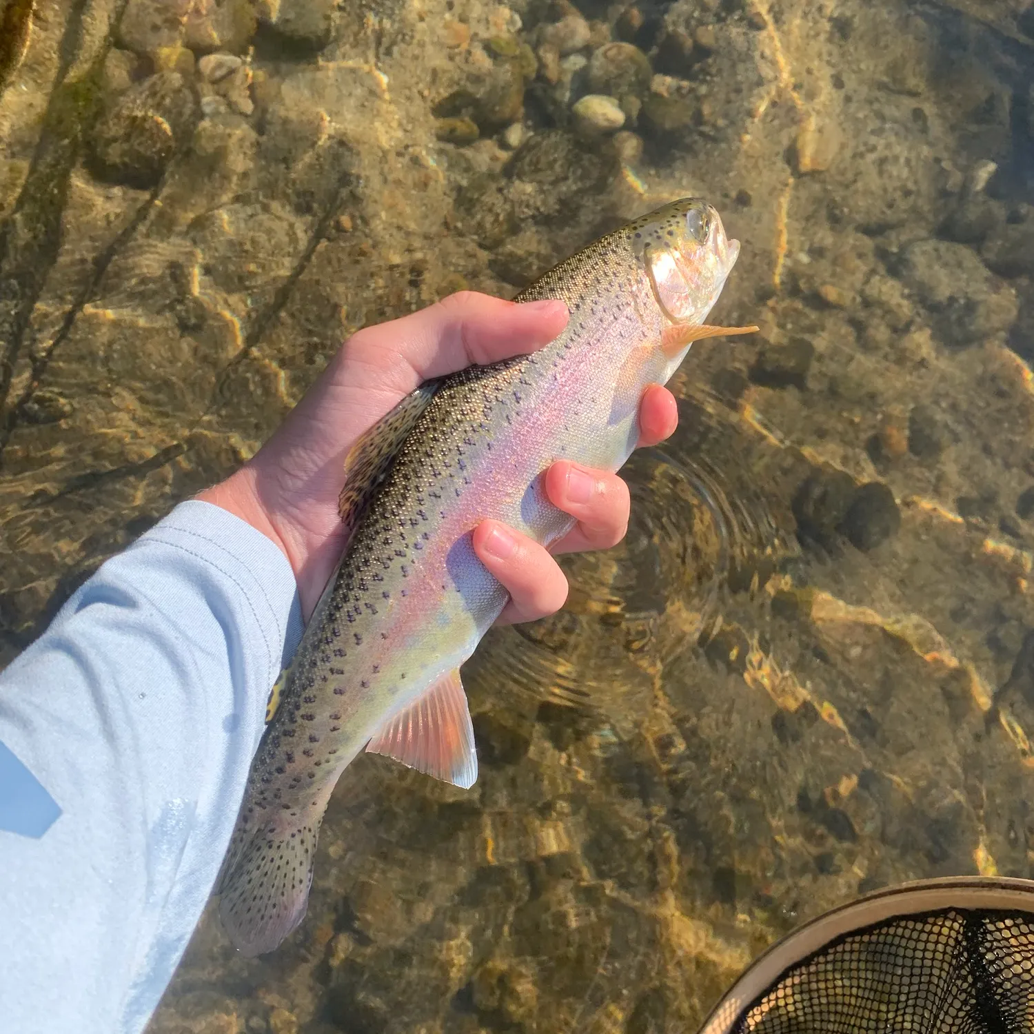 The most recent Columbia river redband trout catches on Fishbrain