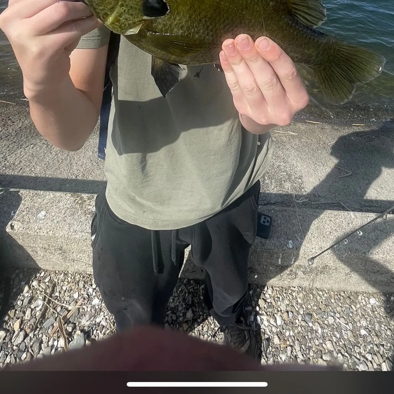 Bluegill caught on Fishbrain