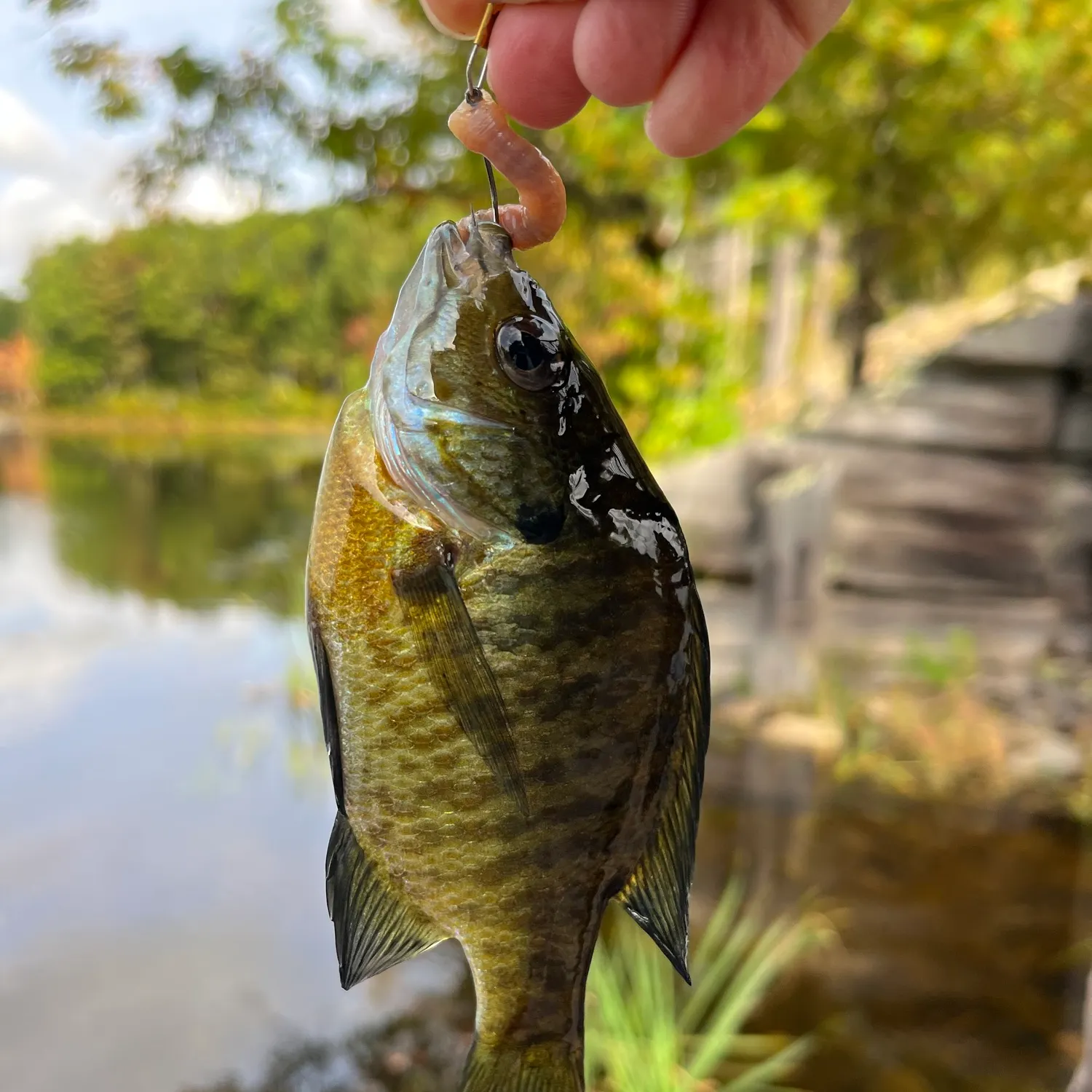 Bluegill caught on Fishbrain