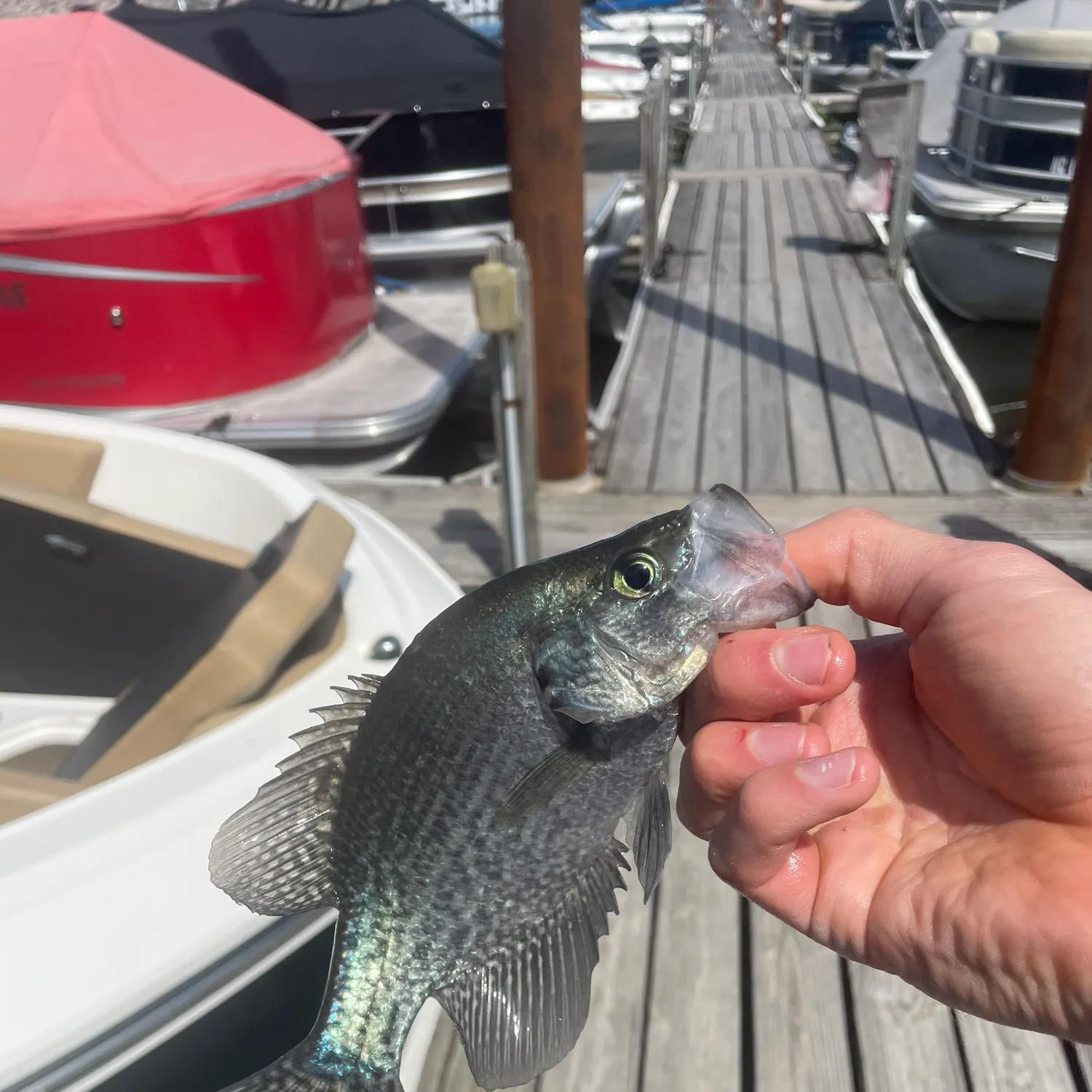 catch