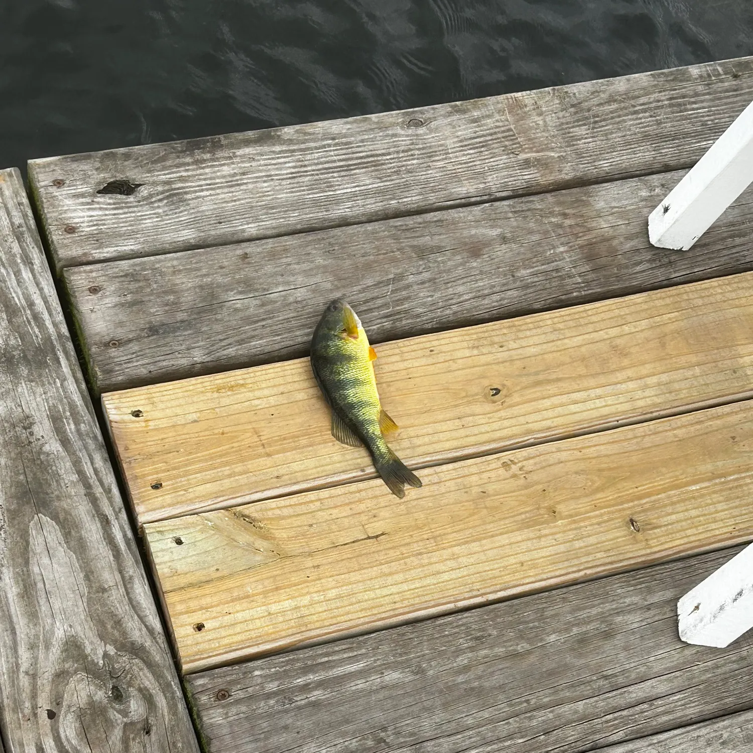 The most recent Common gurnard perch catches on Fishbrain