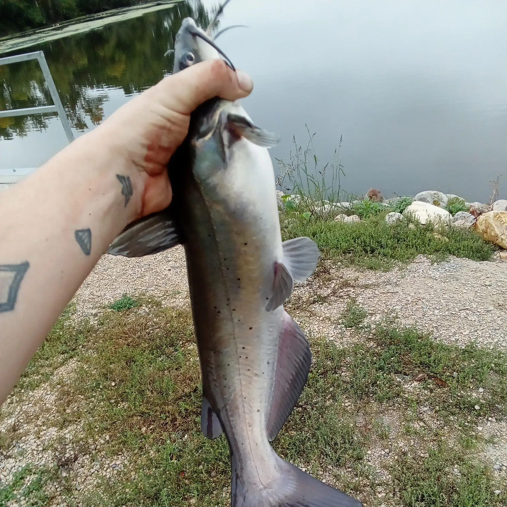 Channel catfish caught on Fishbrain