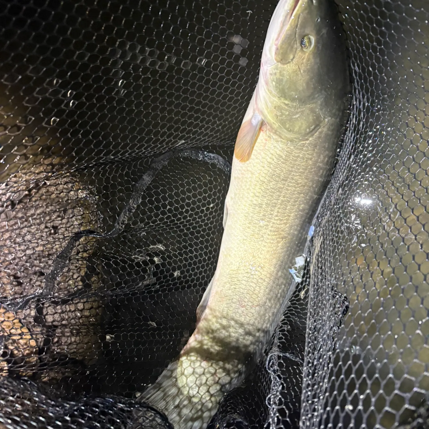 Eyetail bowfin caught on Fishbrain