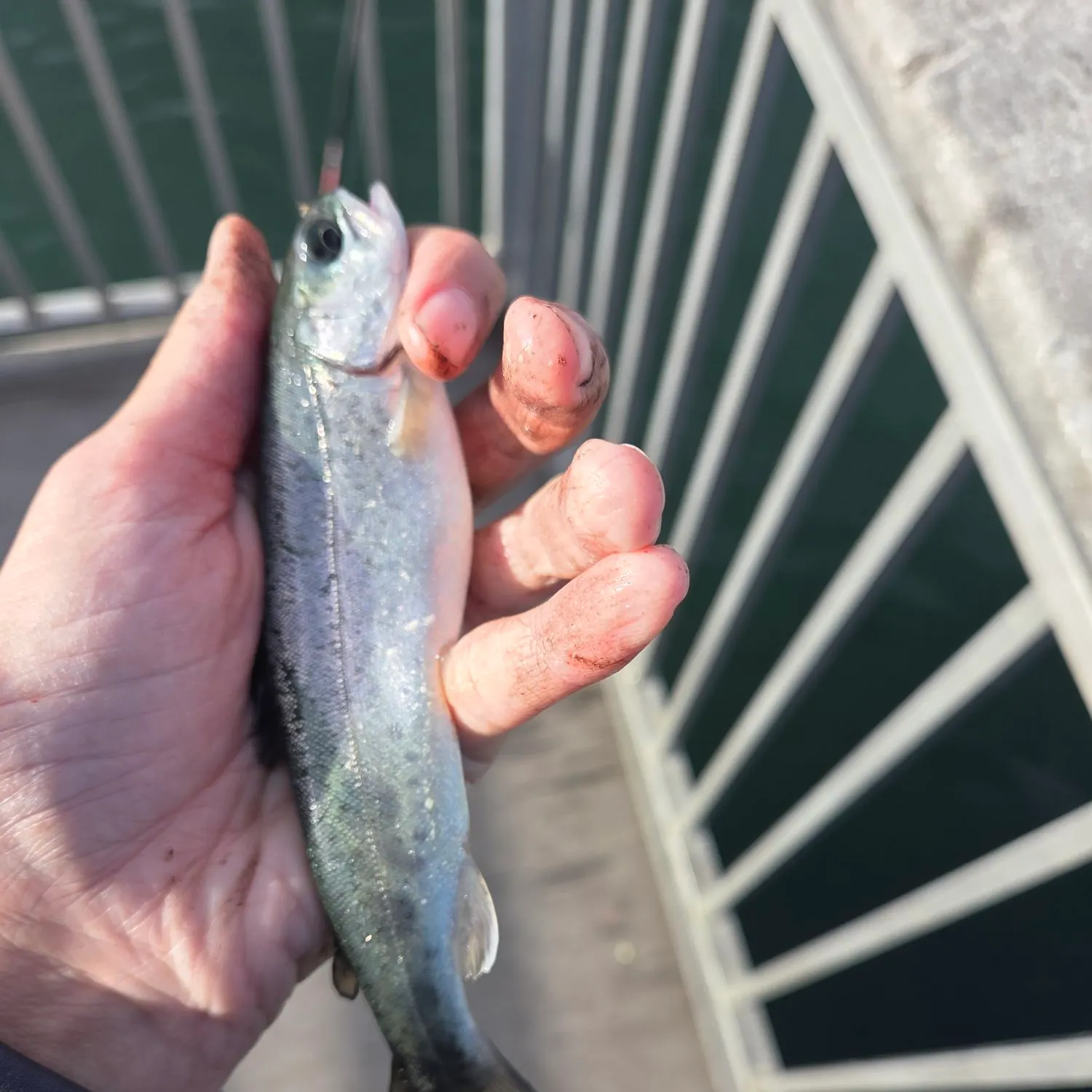 Rainbow trout caught on Fishbrain