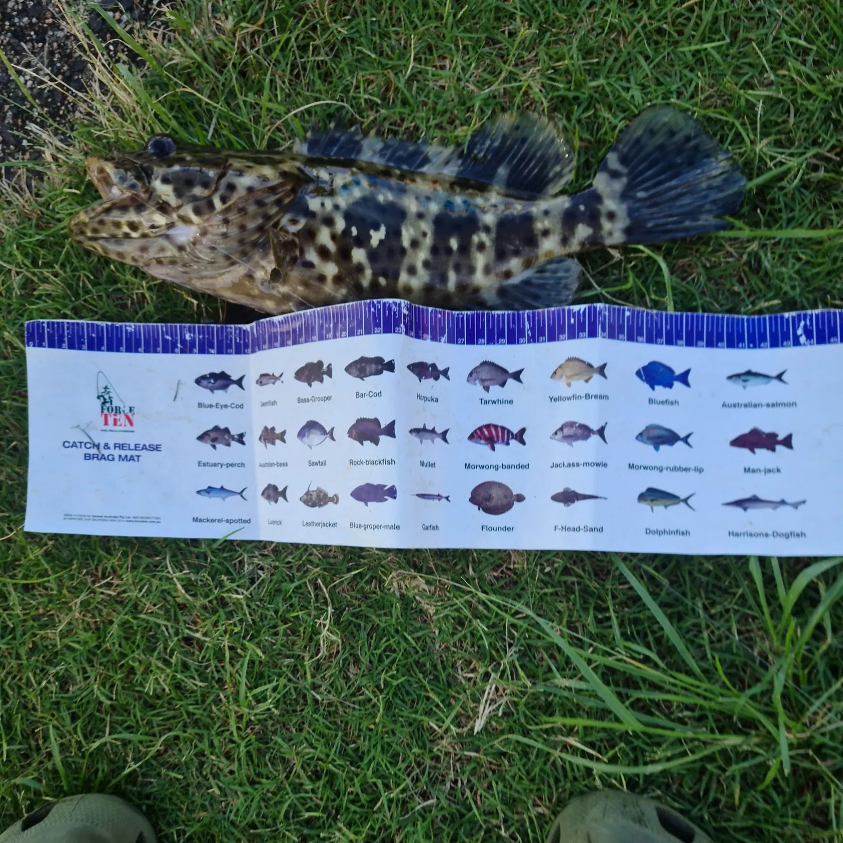 The most popular recent Orange-spotted grouper catch on Fishbrain