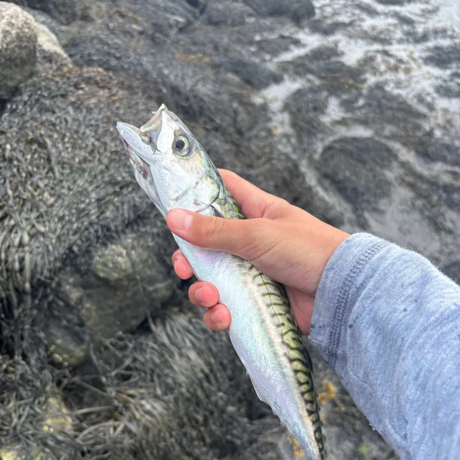 Atlantic mackerel caught on Fishbrain