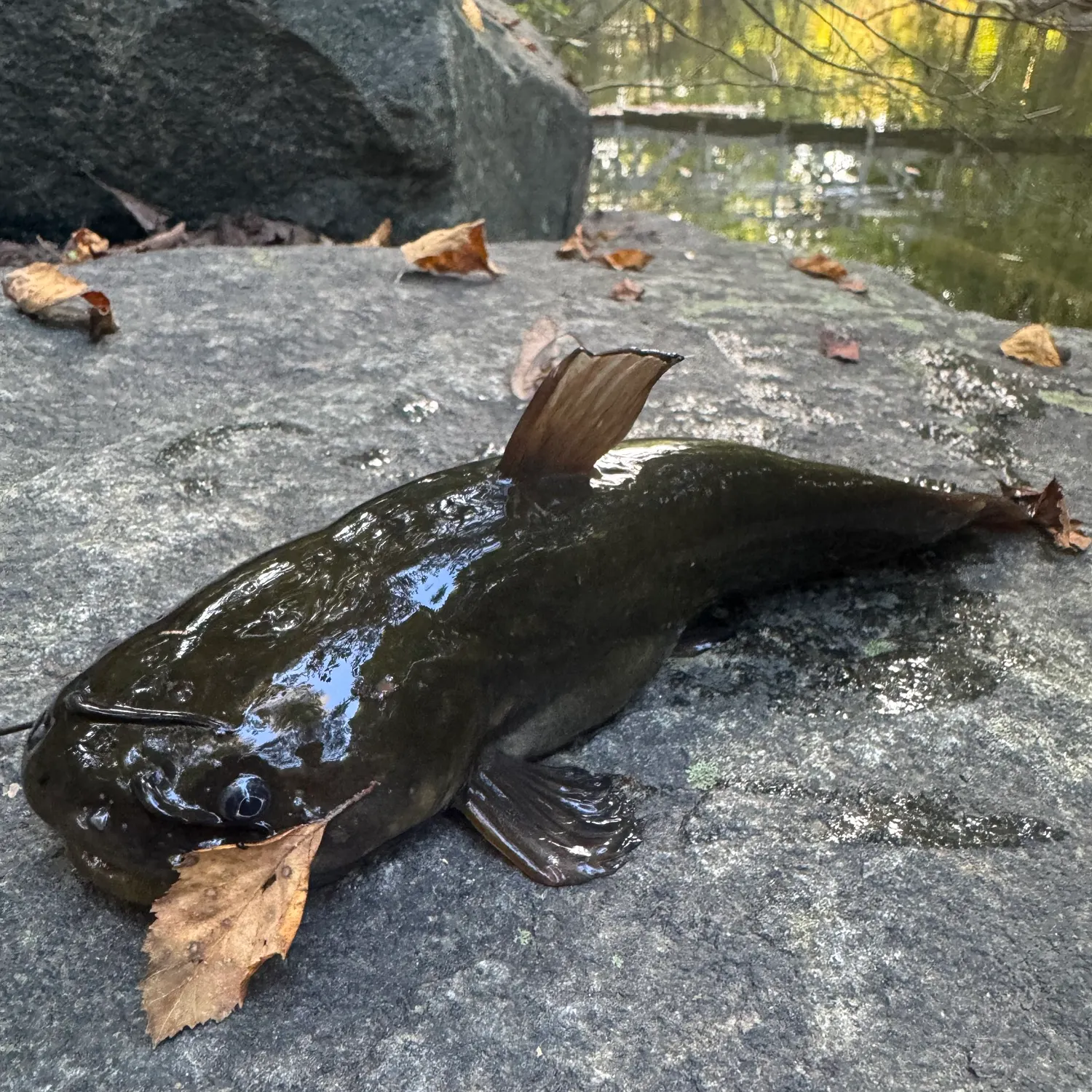 Black bullhead caught on Fishbrain