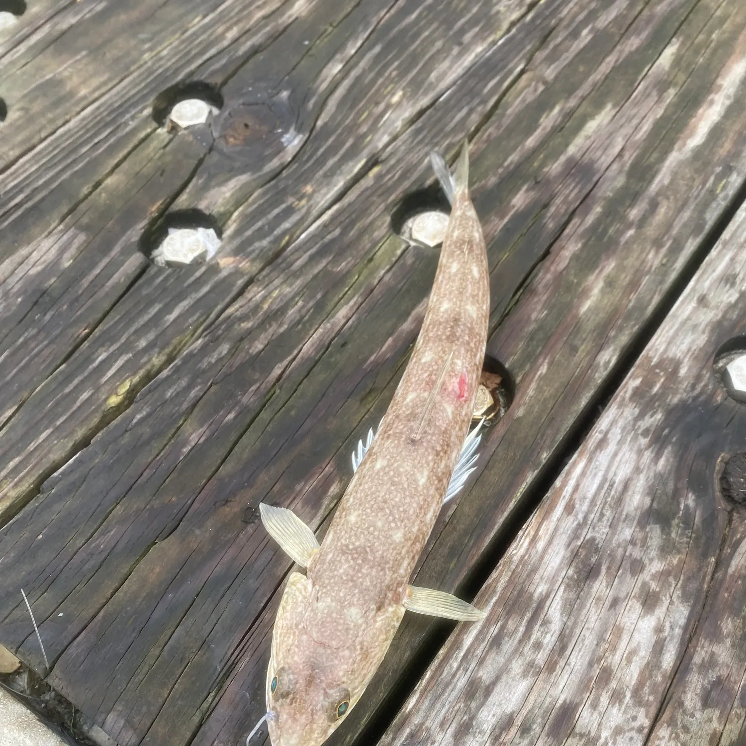 The most recent Inshore lizardfish catches on Fishbrain