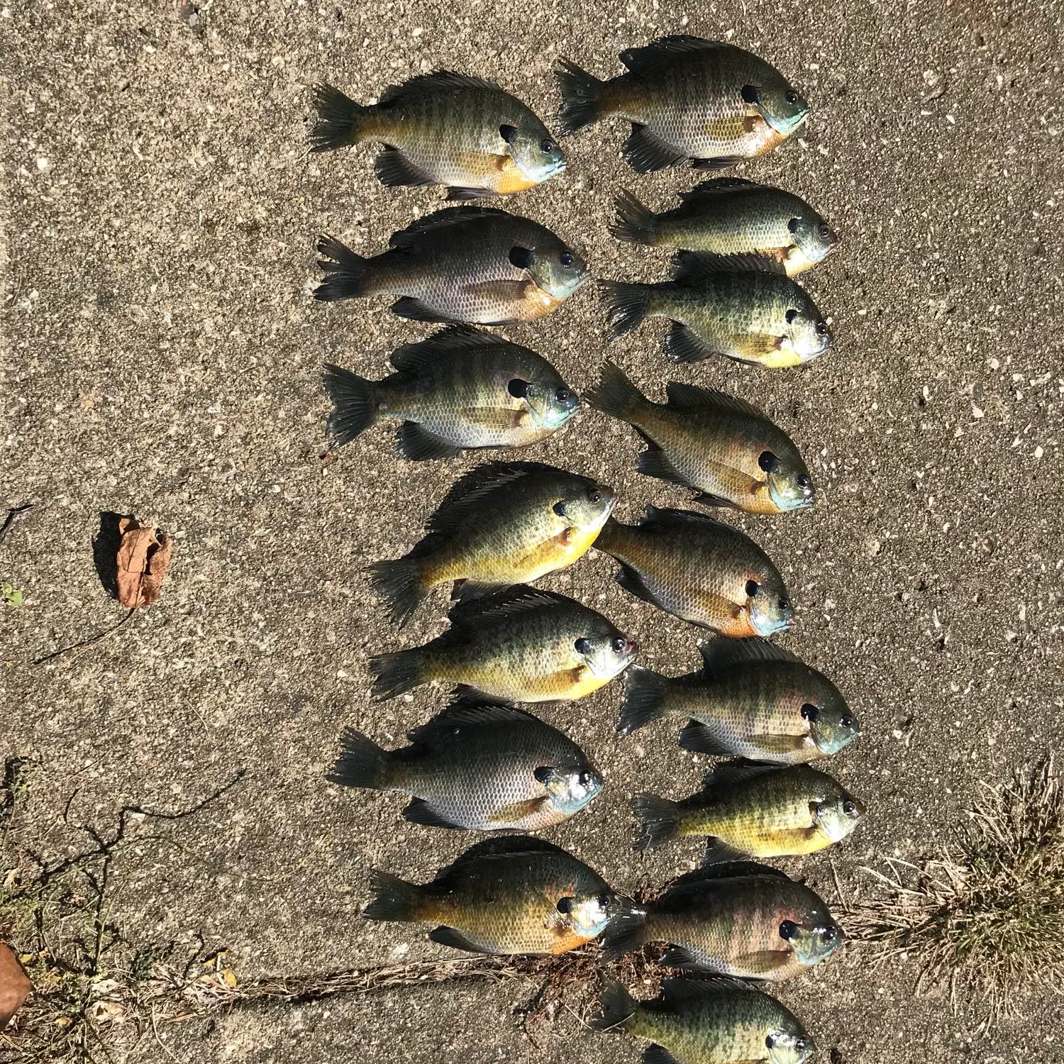 recently logged catches