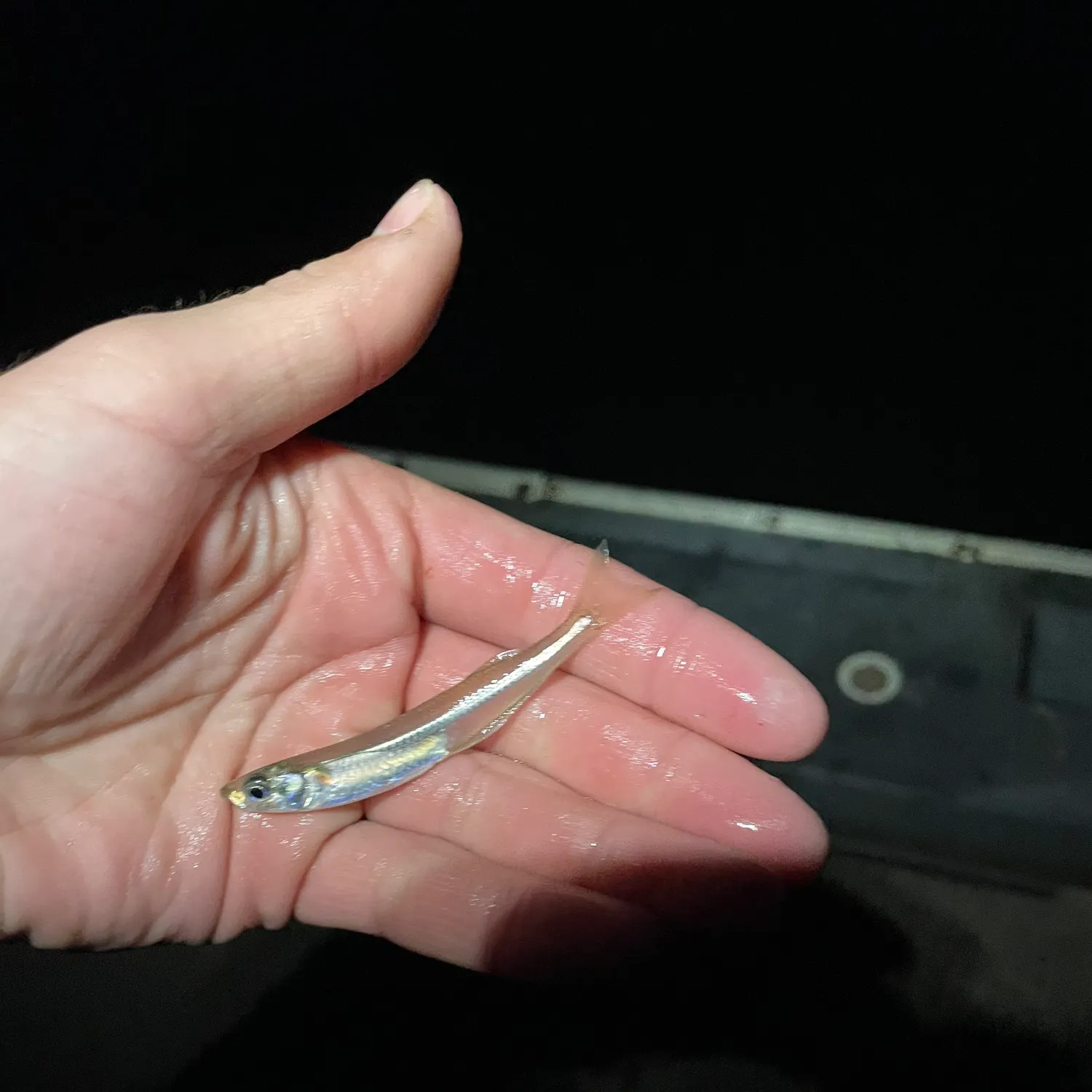 The most recent Atlantic silverside catches on Fishbrain