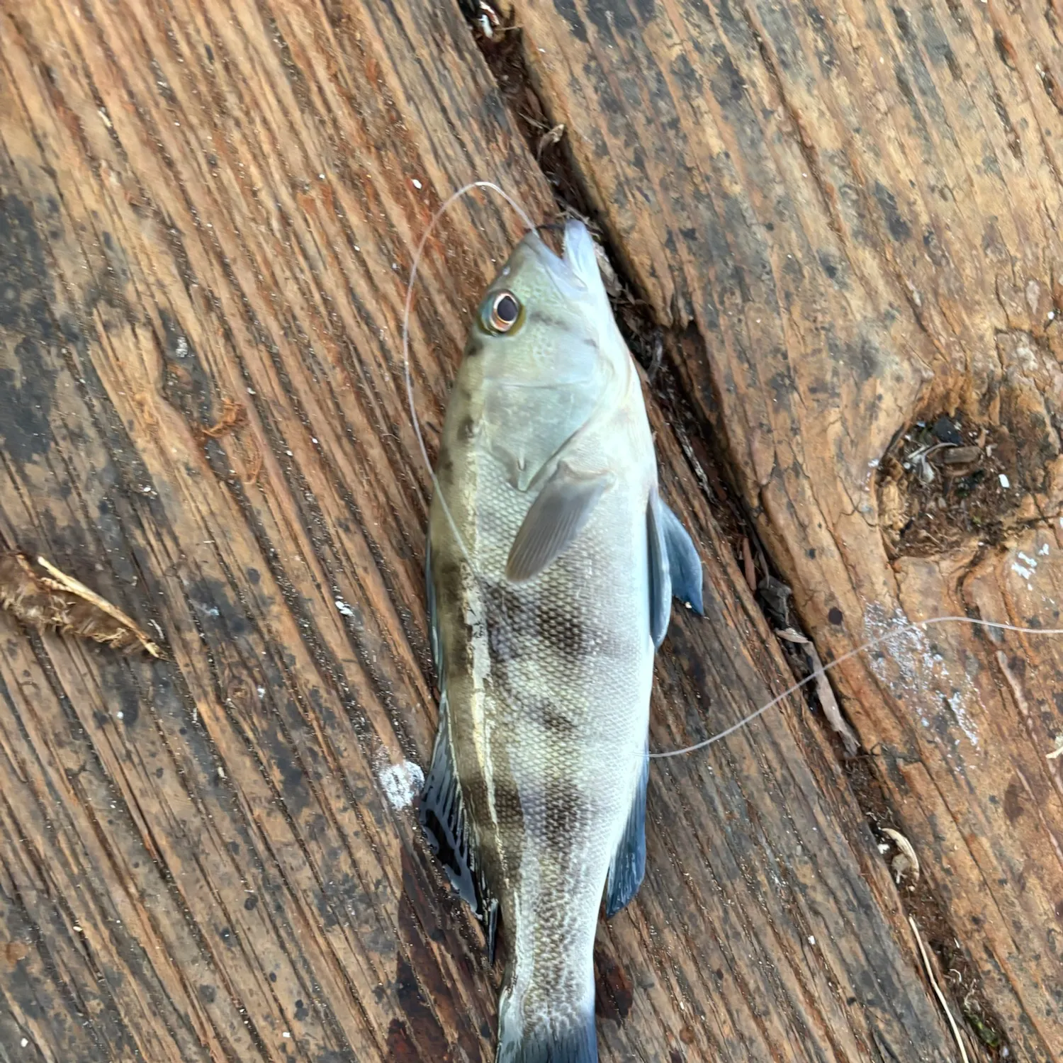 Barred sand bass caught on Fishbrain
