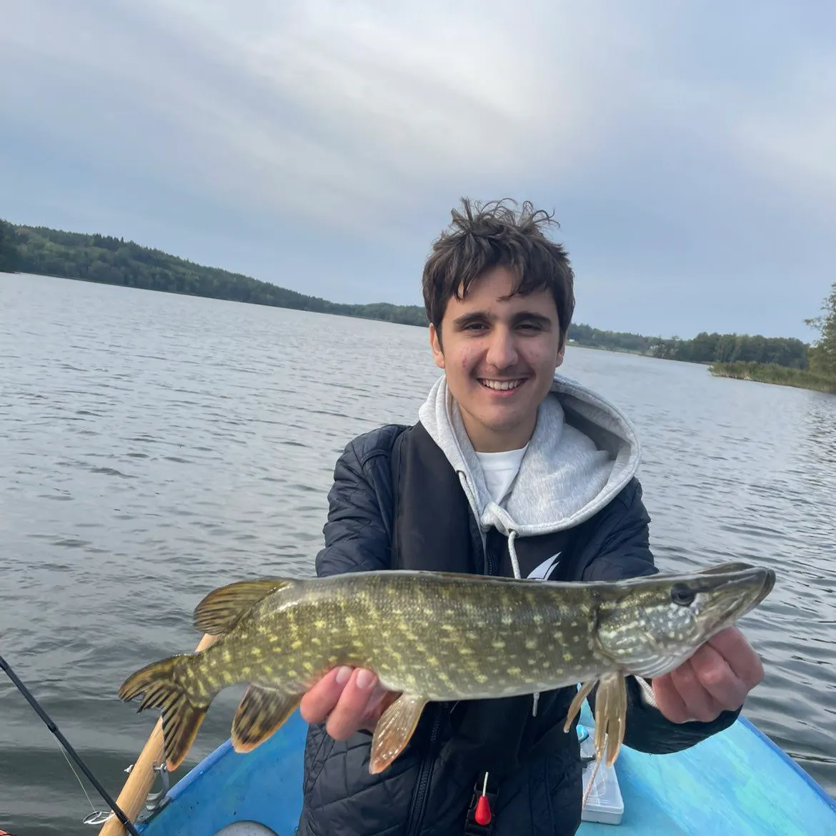 Northern pike caught on Fishbrain