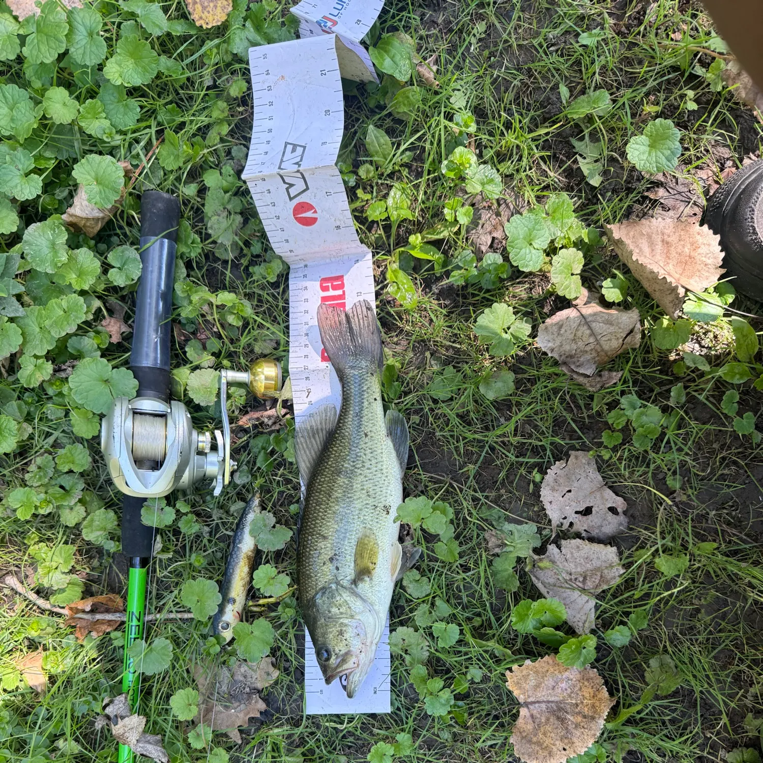 Largemouth bass caught on Fishbrain