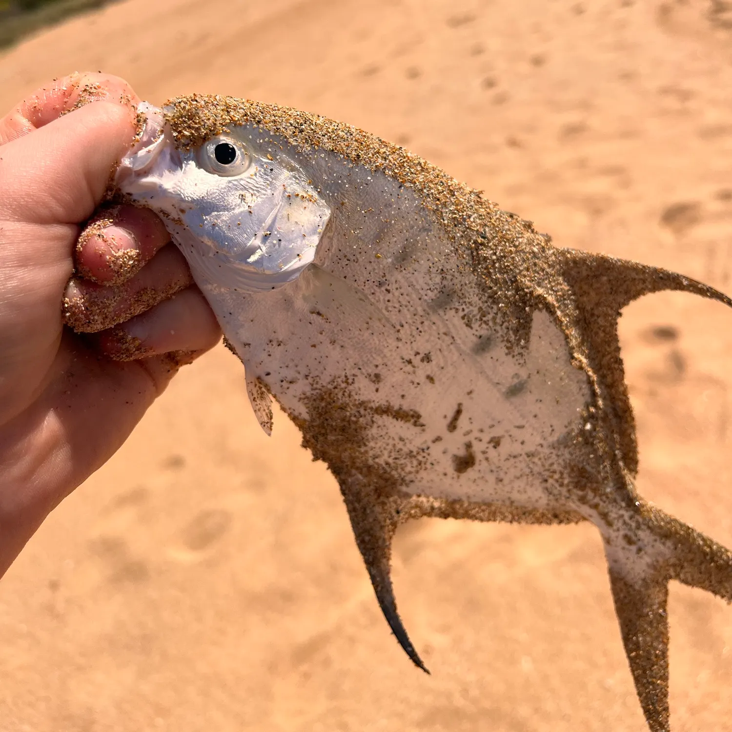 Largespotted dart caught on Fishbrain