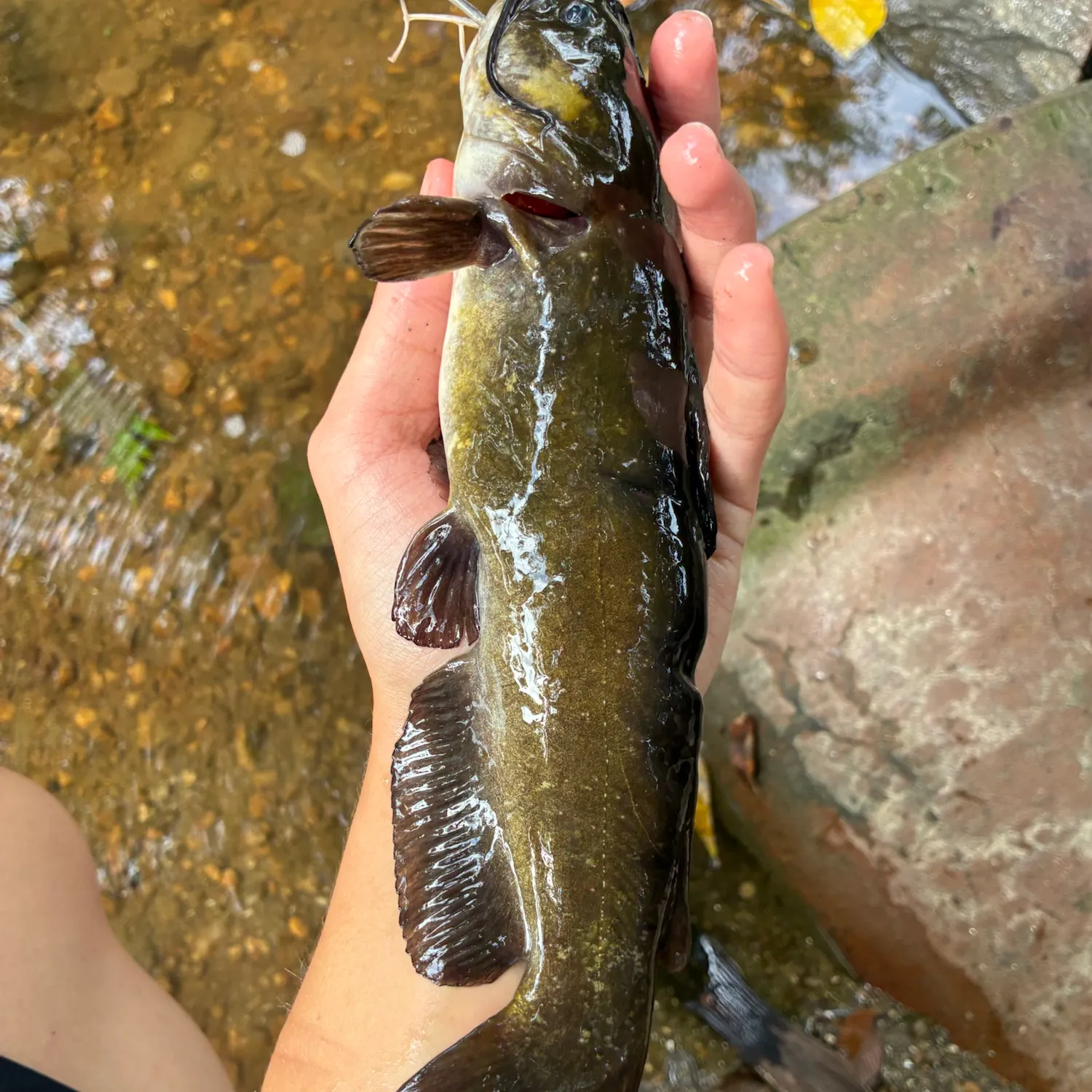 Black bullhead caught on Fishbrain