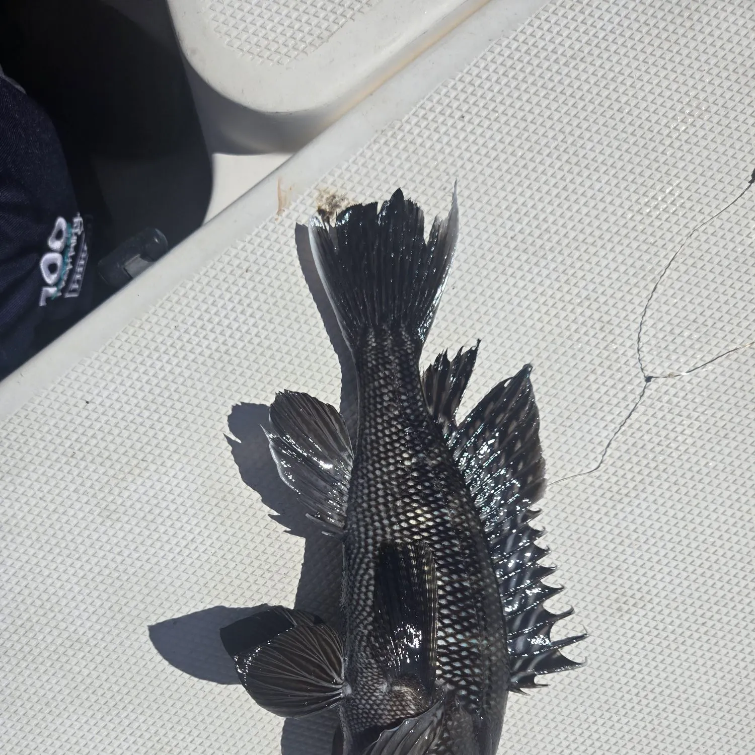 Black sea bass caught on Fishbrain