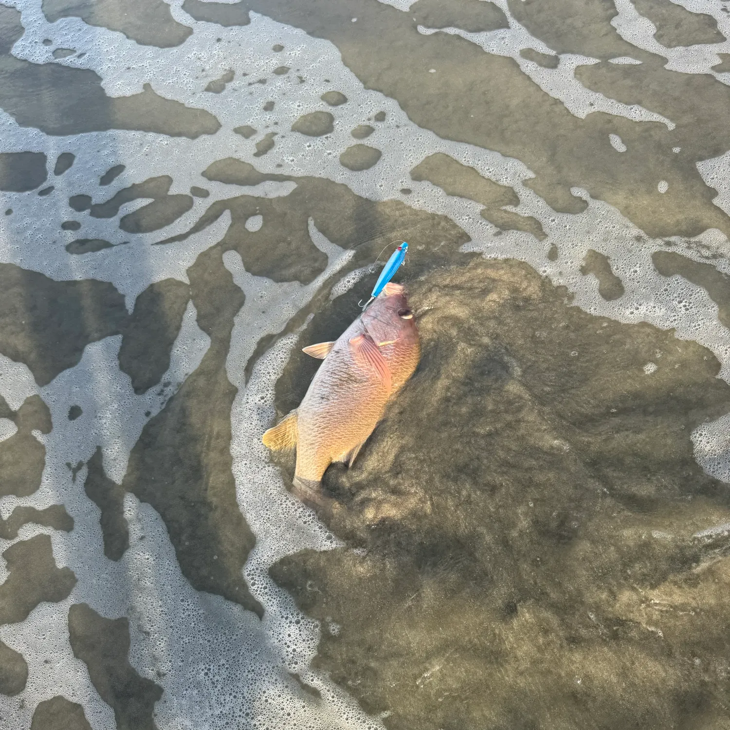 The most recent Hogfish catches on Fishbrain