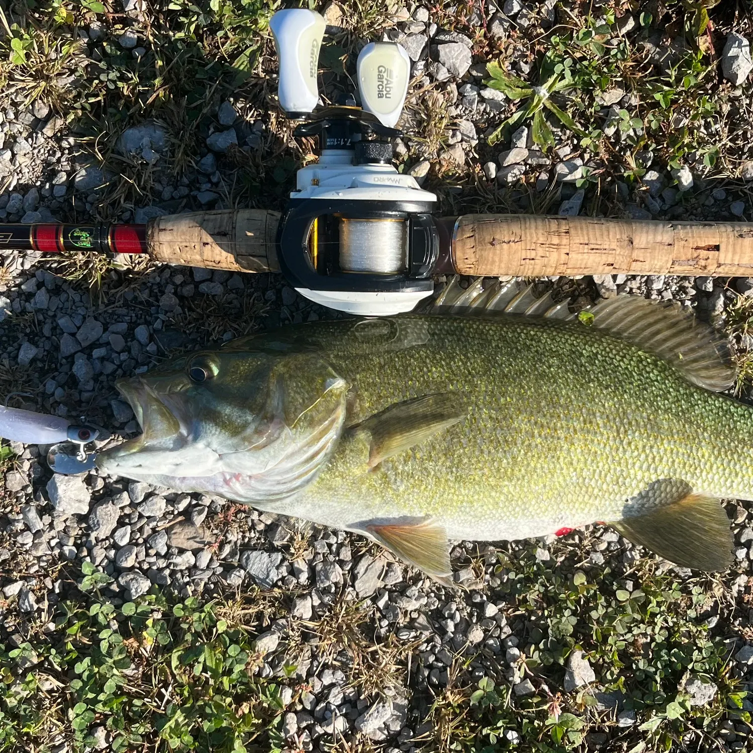 Smallmouth bass caught on Fishbrain
