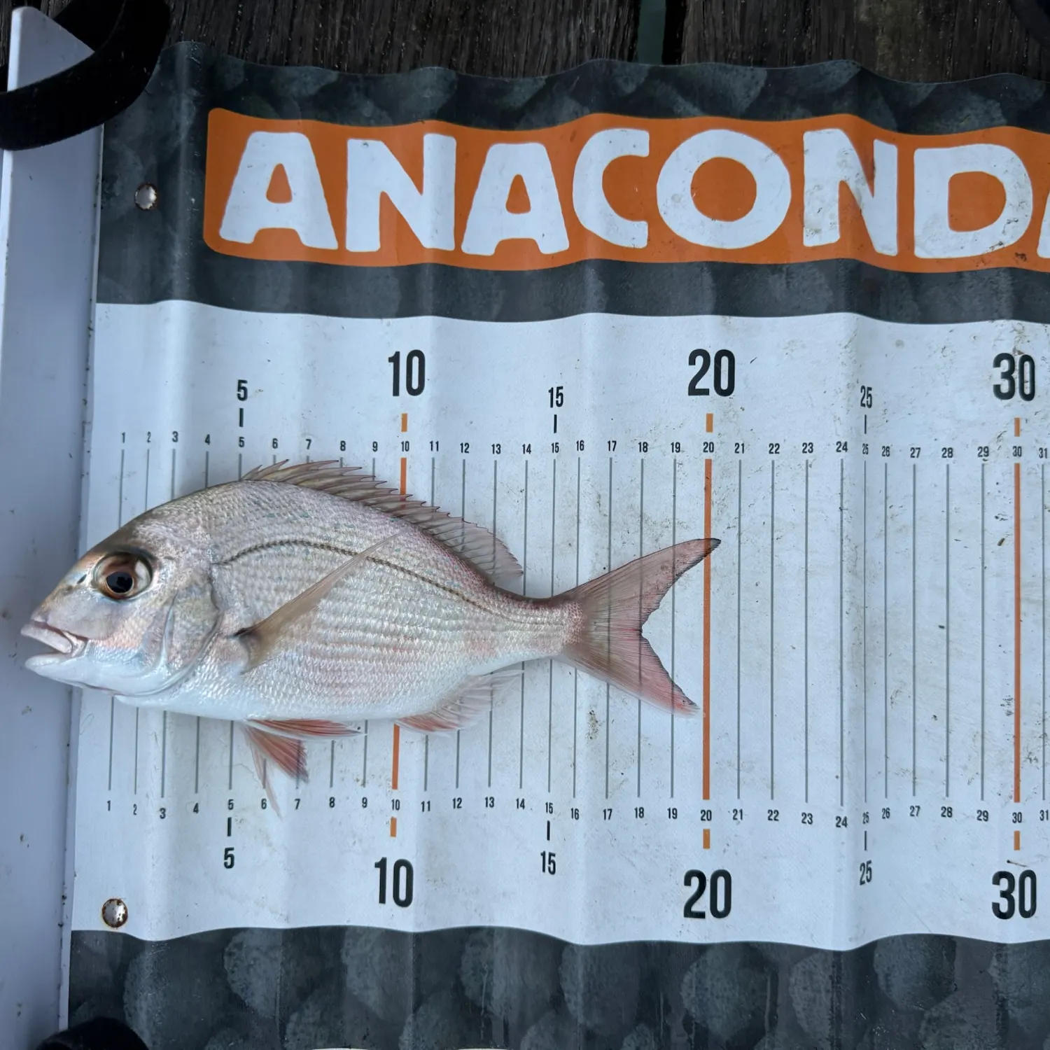 Australasian snapper caught on Fishbrain