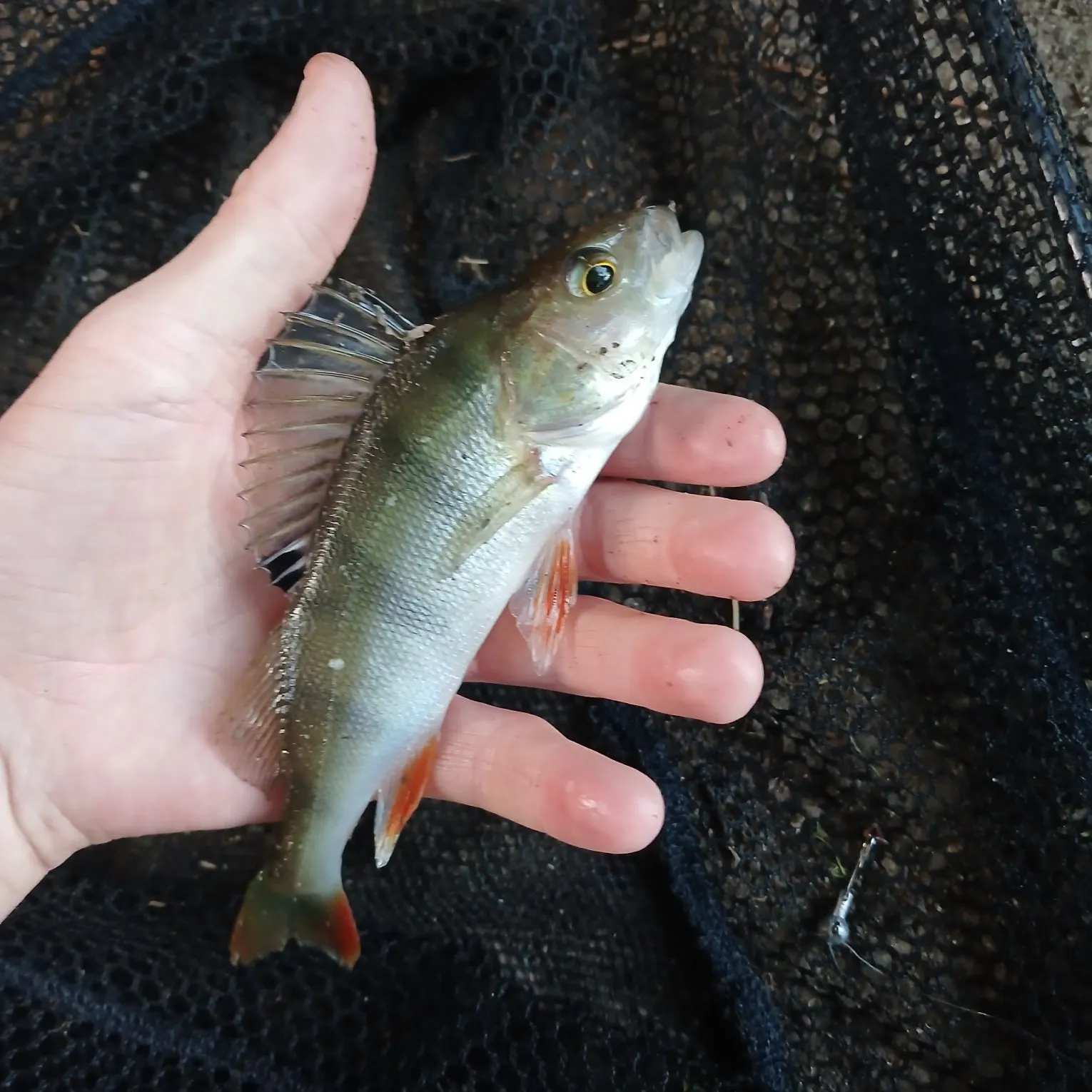 European perch caught on Fishbrain