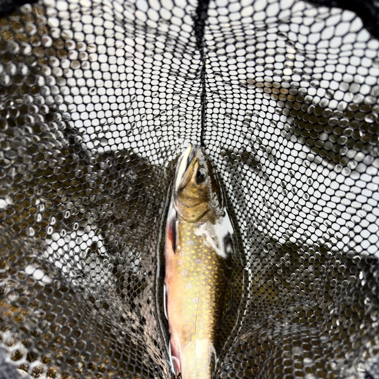 Brook trout caught on Fishbrain