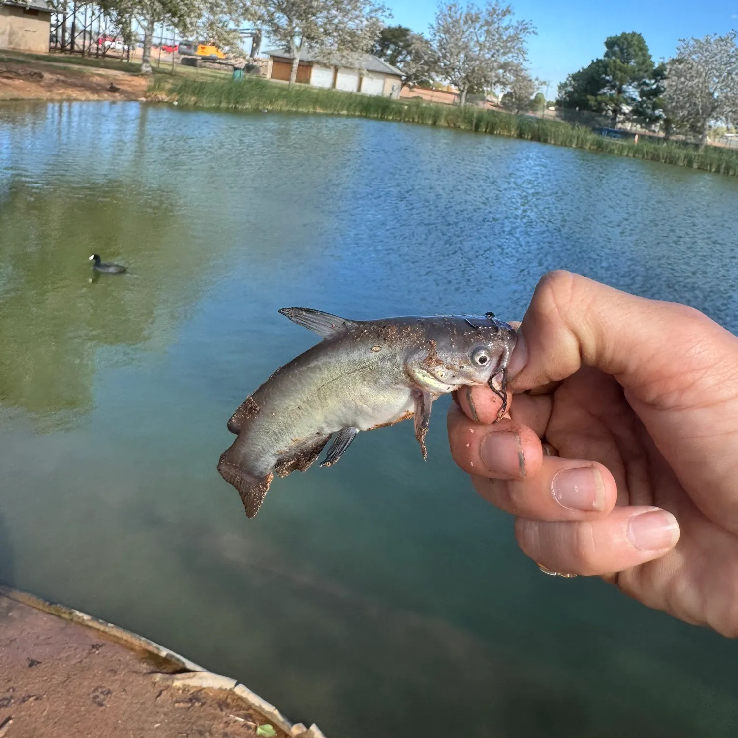 Black bullhead caught on Fishbrain