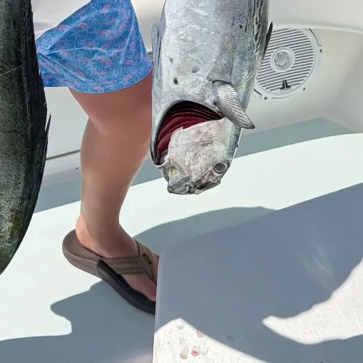 The most recent Plain bonito catches on Fishbrain