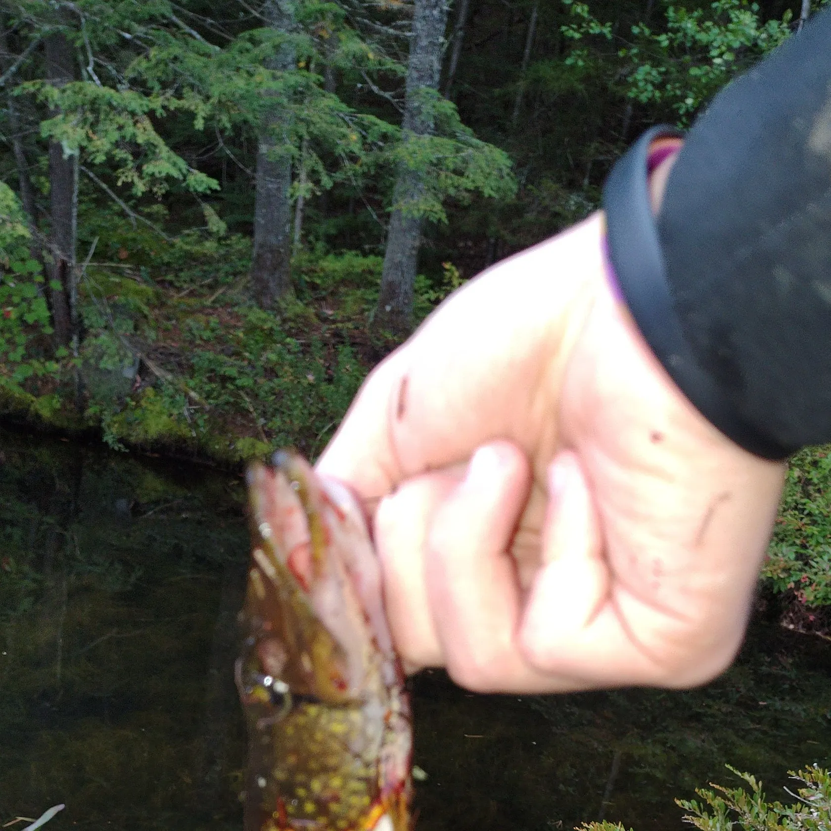 Chain pickerel caught on Fishbrain