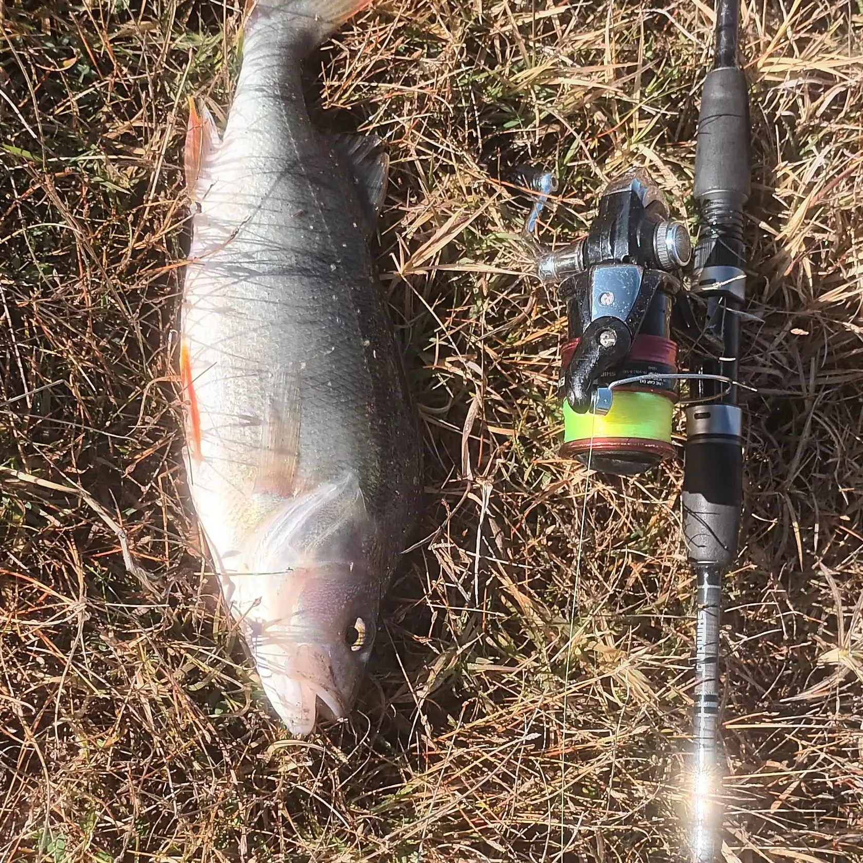European perch caught on Fishbrain