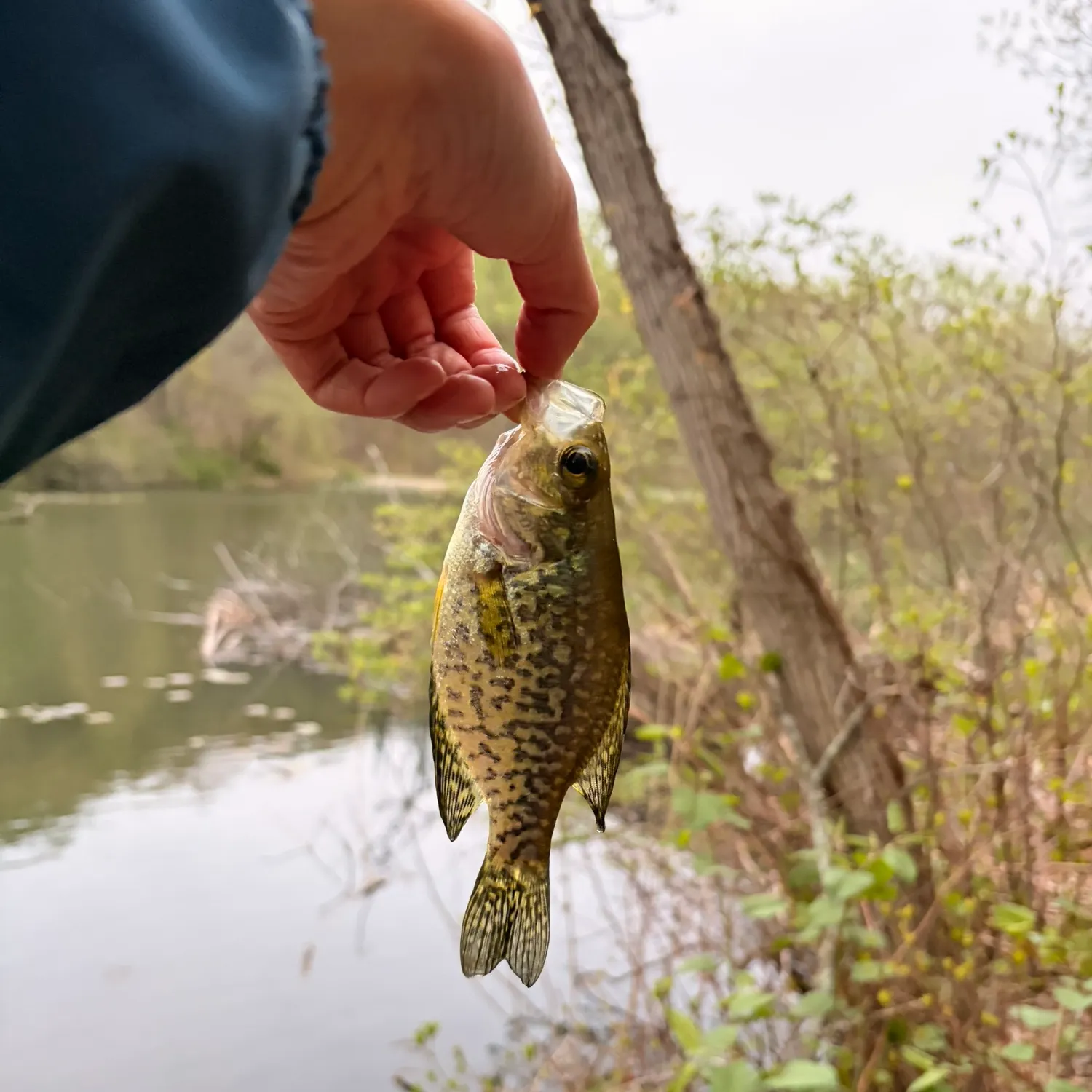The most recent Black crappie catches on Fishbrain