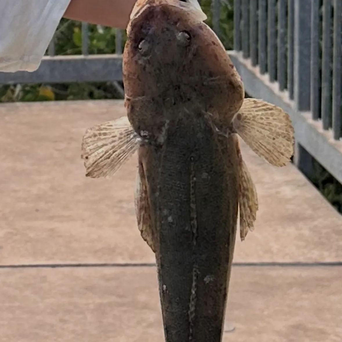 The most recent Fringe-eyed flathead catches on Fishbrain