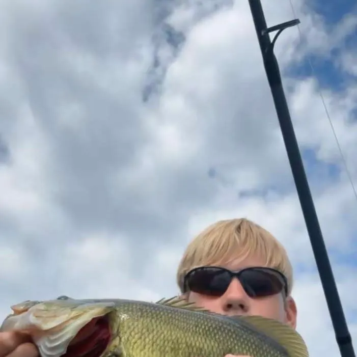 Largemouth bass caught on Fishbrain