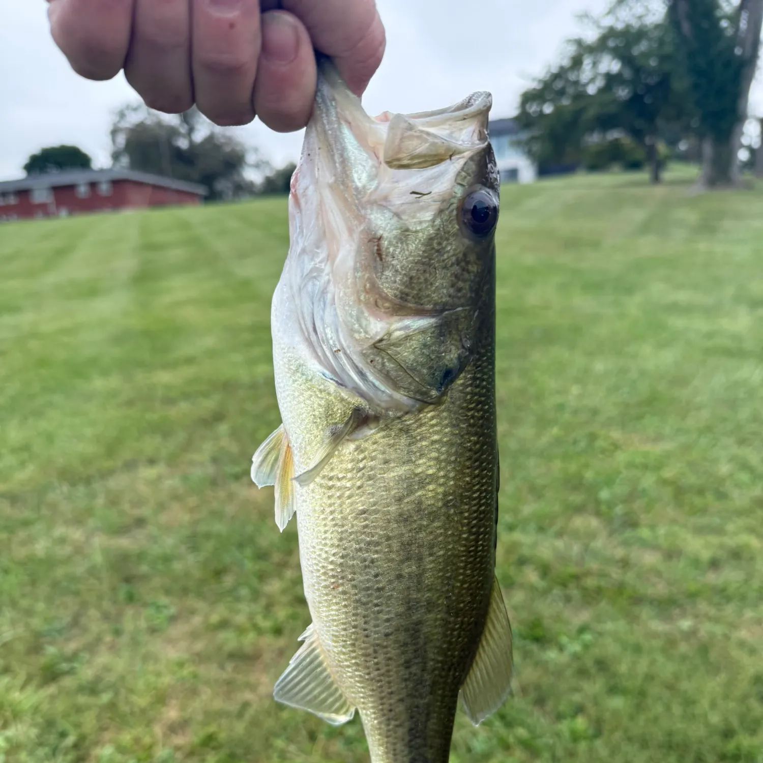 Fish caught on Fishbrain