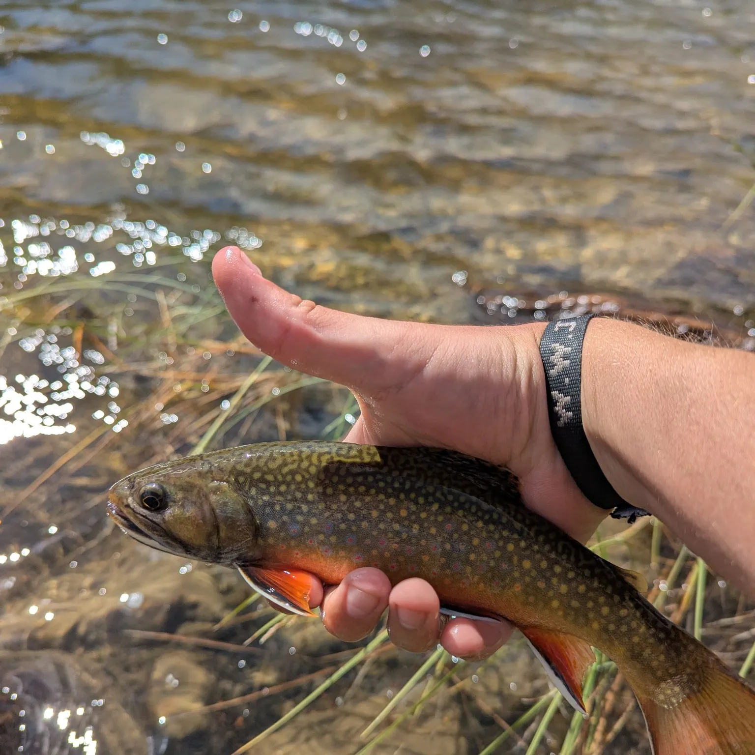 The most recent Brook trout catches on Fishbrain
