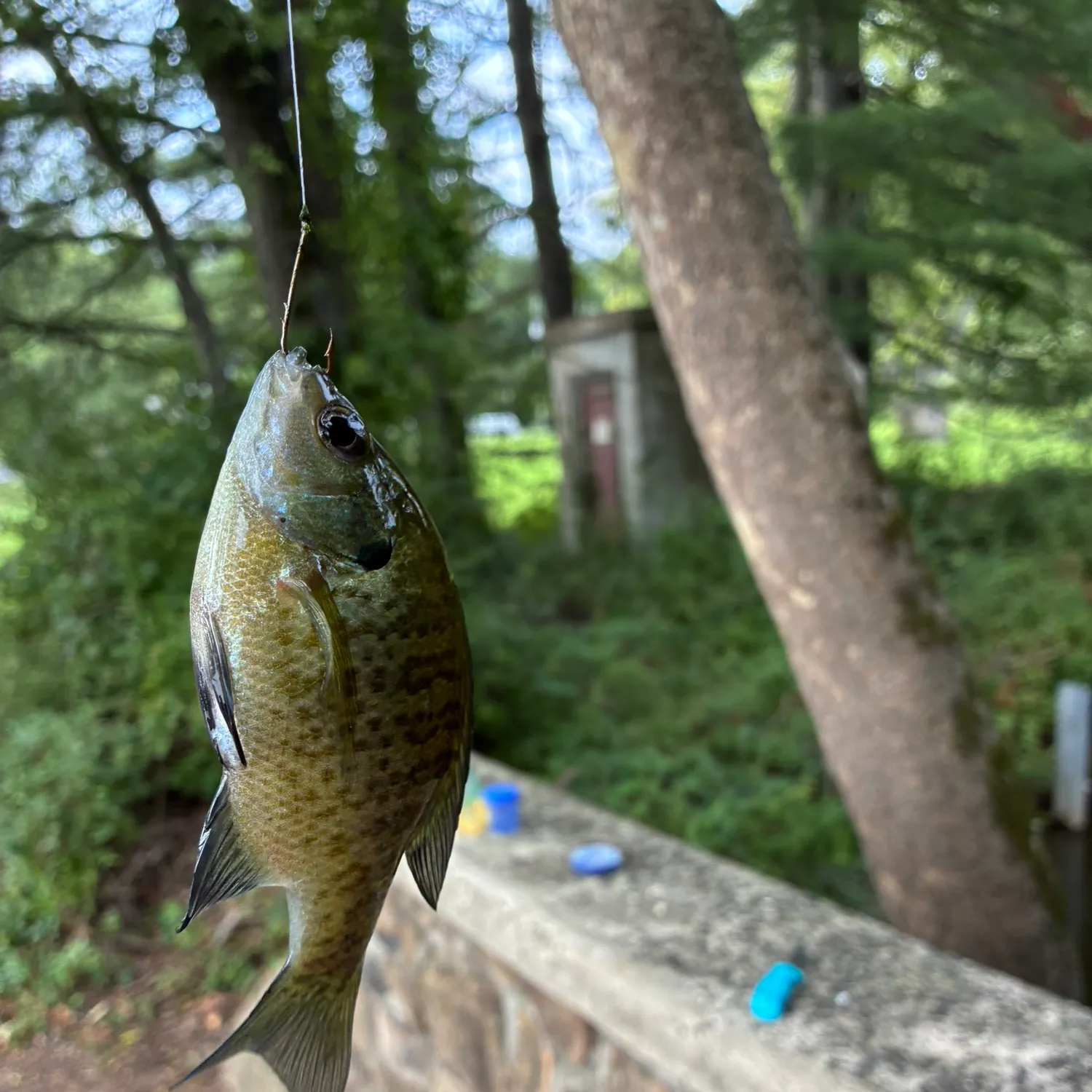 Bluegill caught on Fishbrain