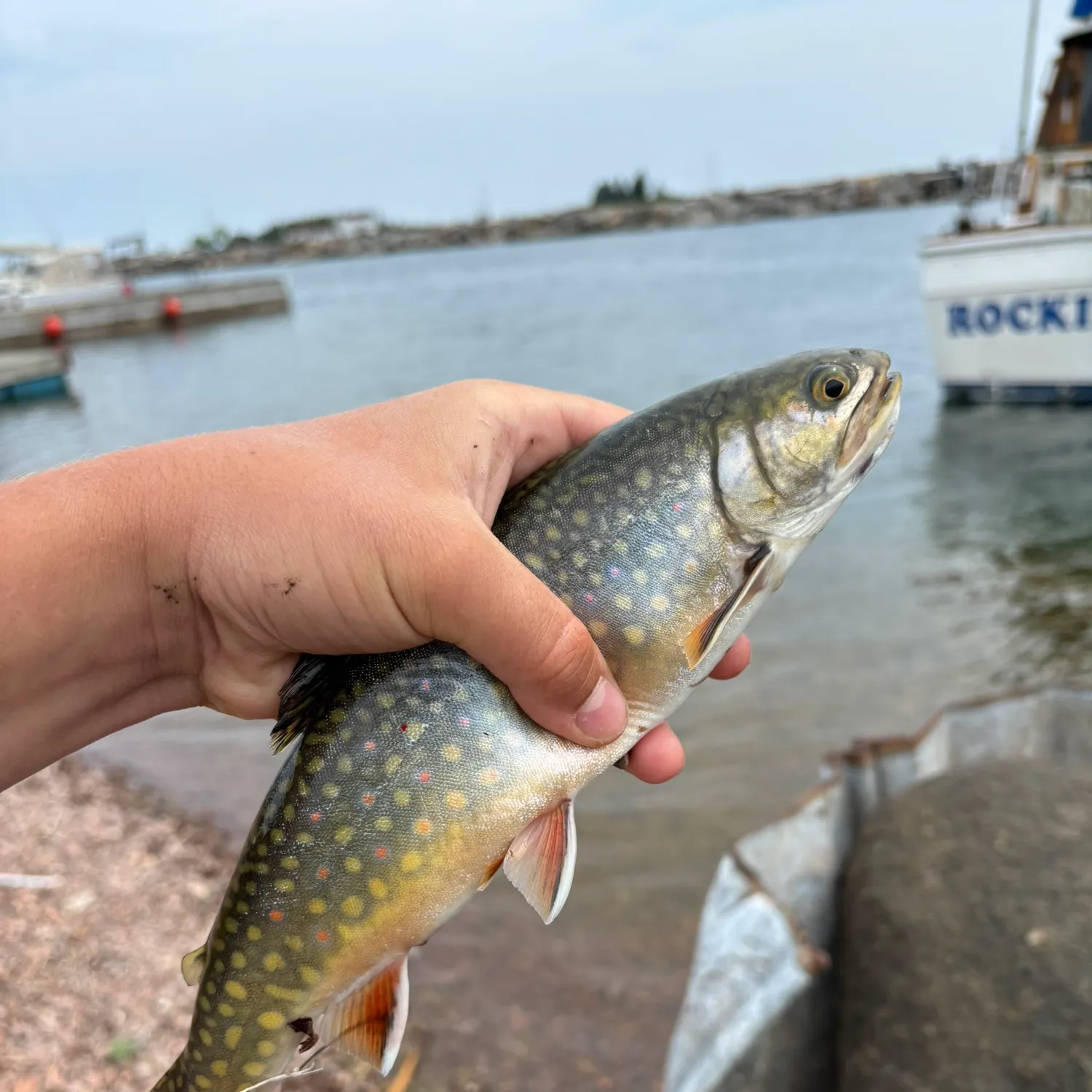 The most recent Coasters catches on Fishbrain