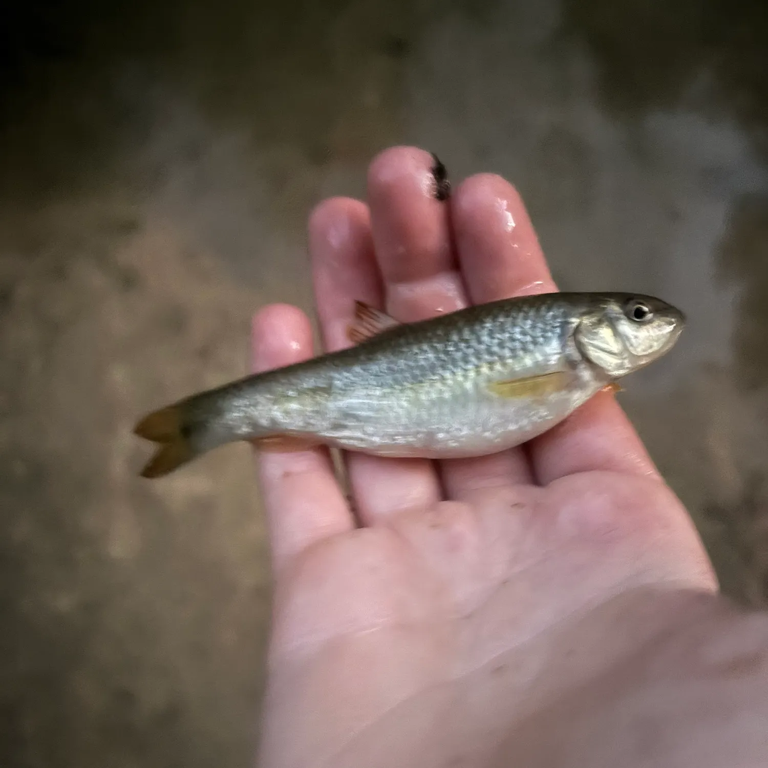 The most recent Ocean sunfish catches on Fishbrain