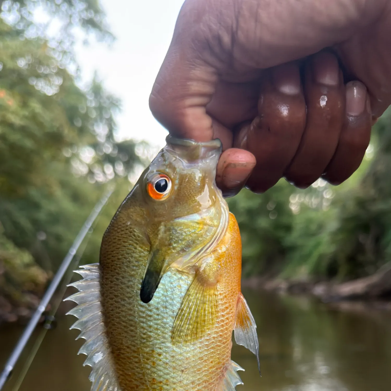 Redbreast sunfish caught on Fishbrain