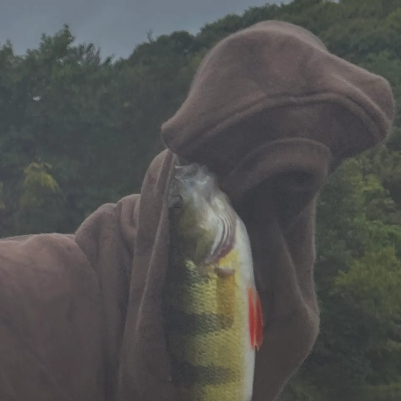 Fish caught on Fishbrain