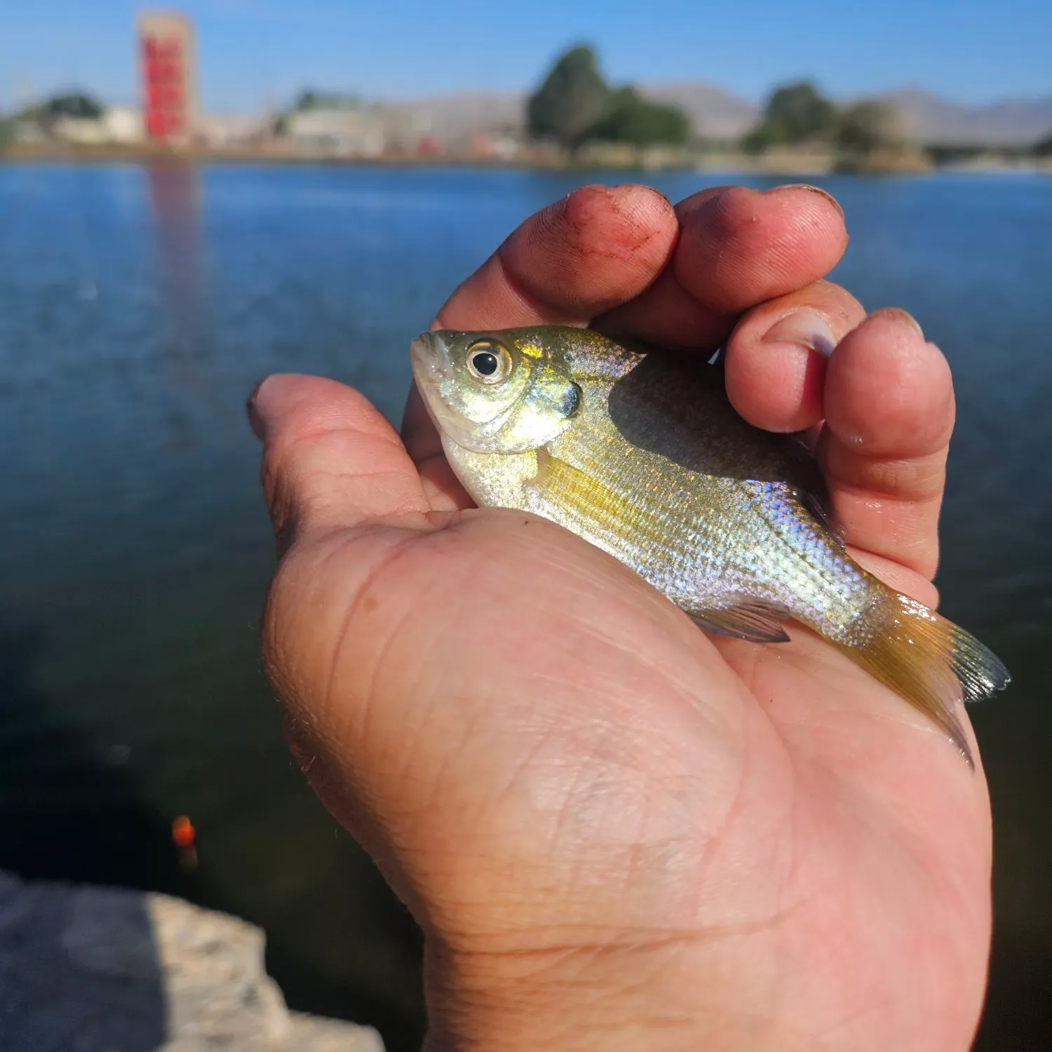 Bluegill caught on Fishbrain