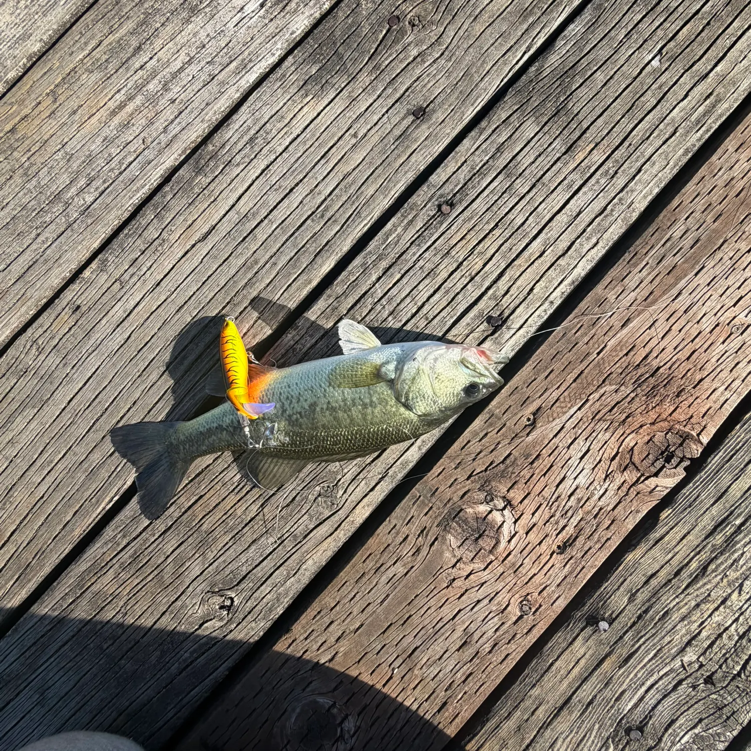 Largemouth bass caught on Fishbrain