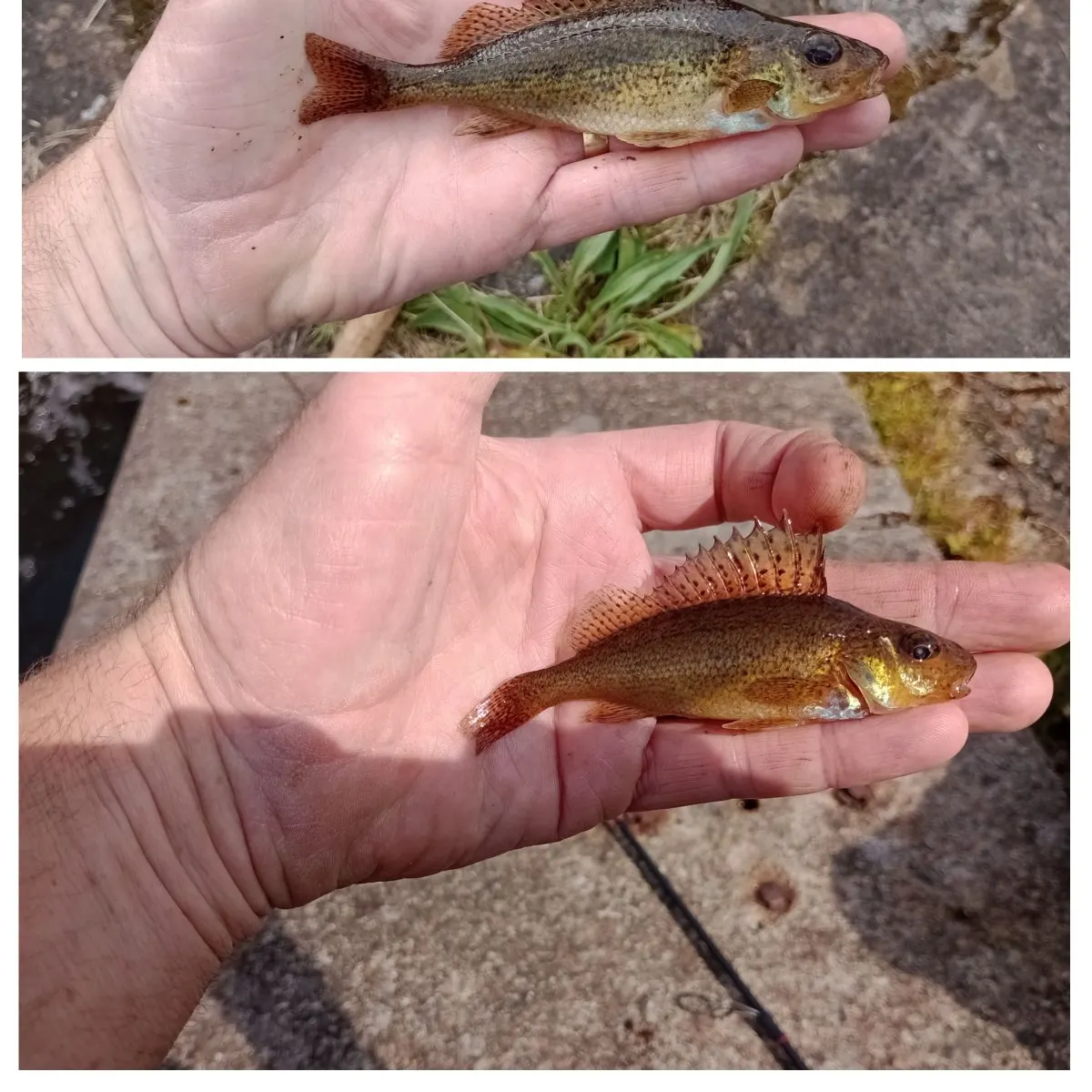 most liked catch image