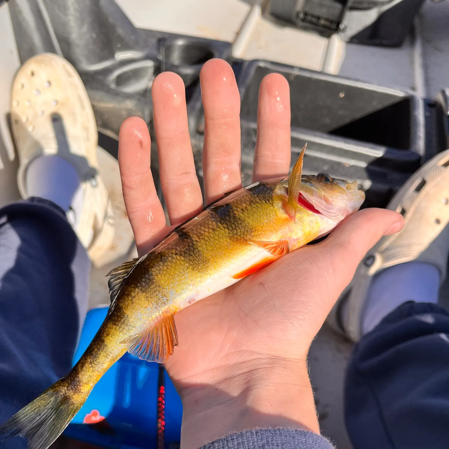 Yellow perch caught on Fishbrain