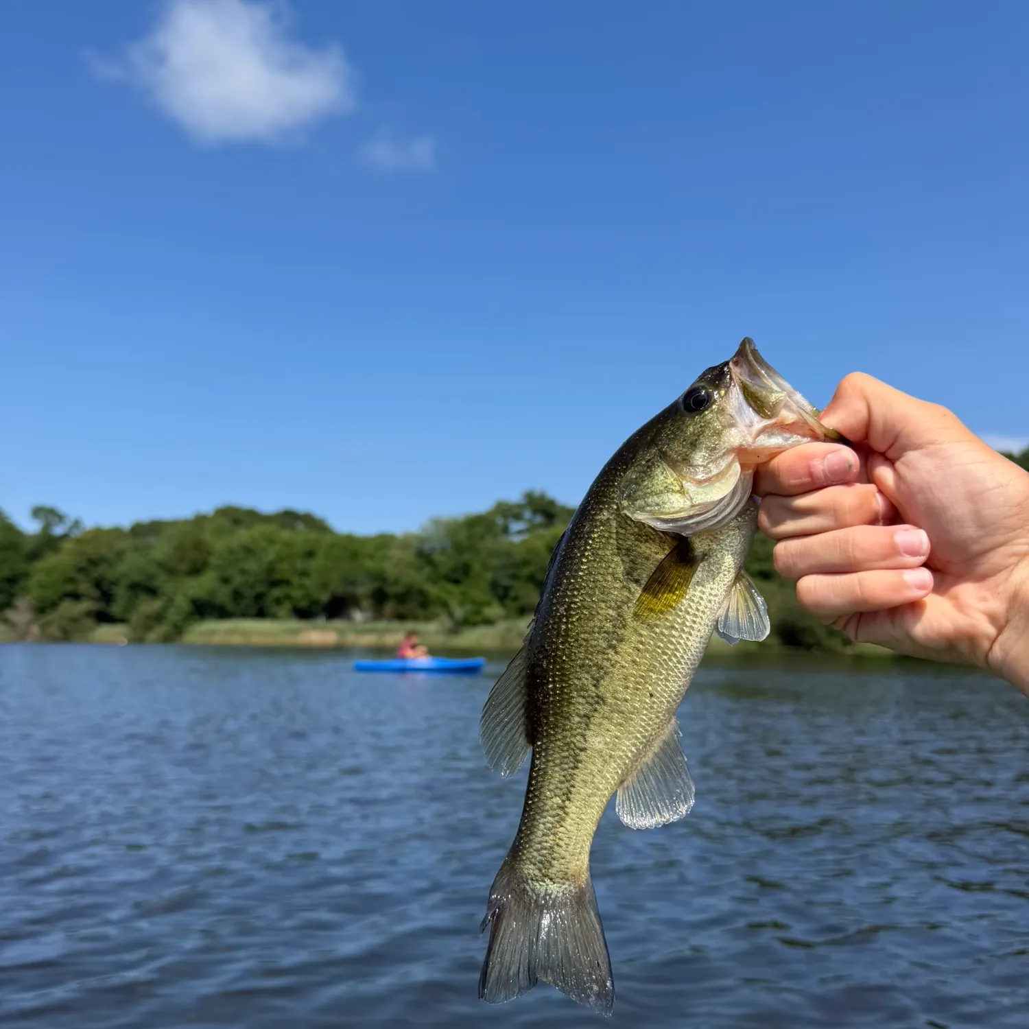 Largemouth bass caught on Fishbrain