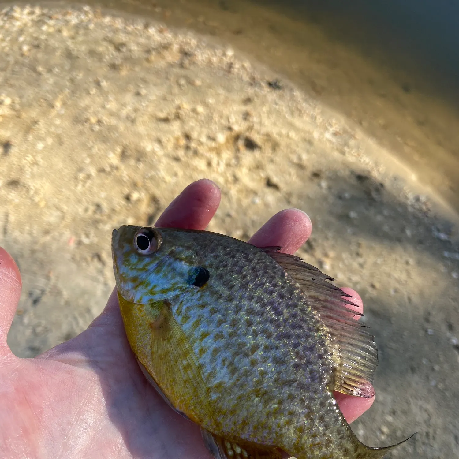 Pumpkinseed caught on Fishbrain