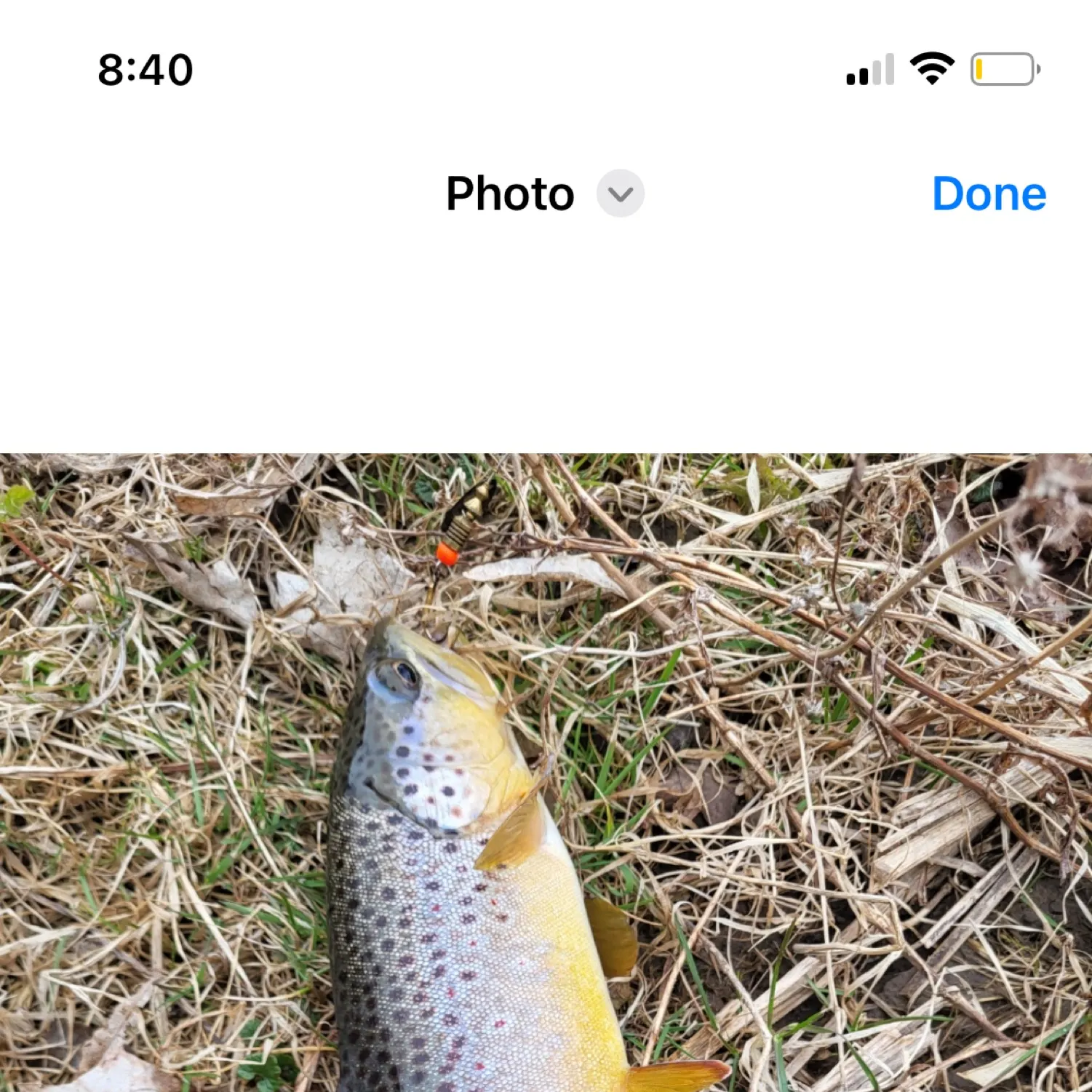 recently logged catches