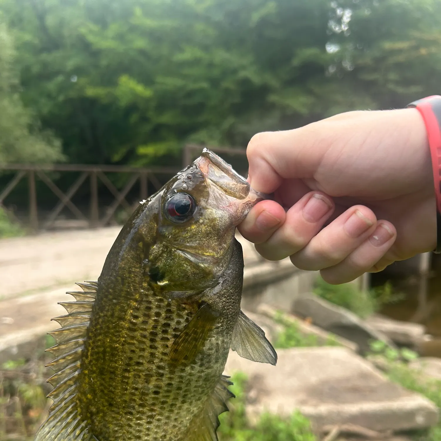 catch