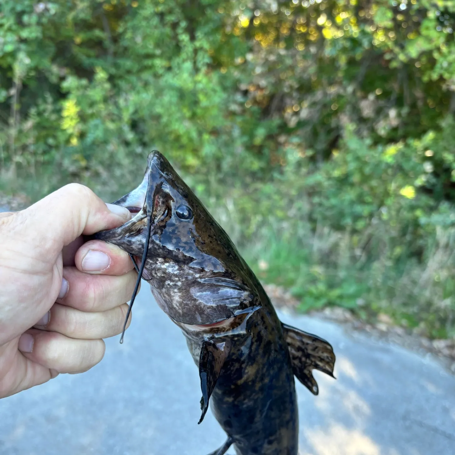 Brown bullhead caught on Fishbrain