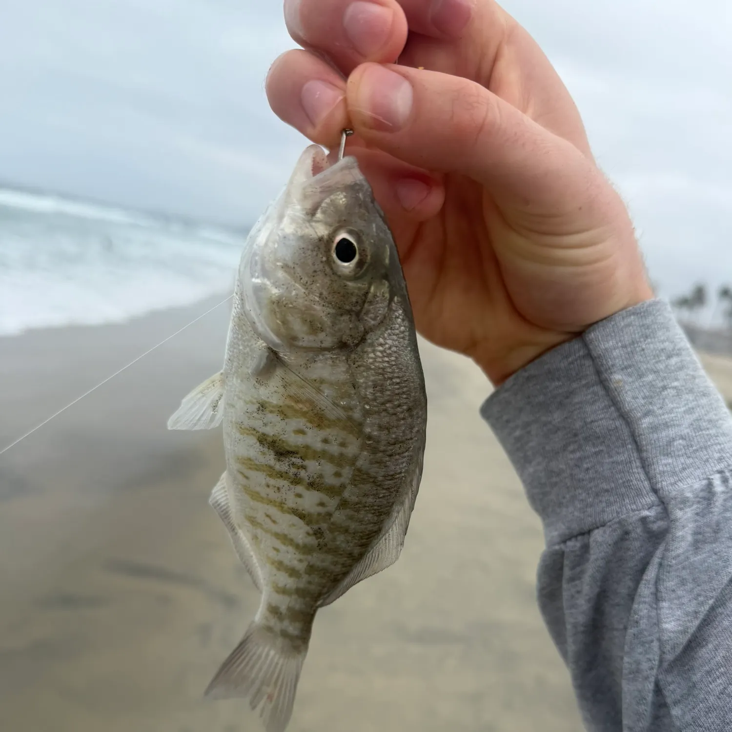 Barred surfperch caught on Fishbrain