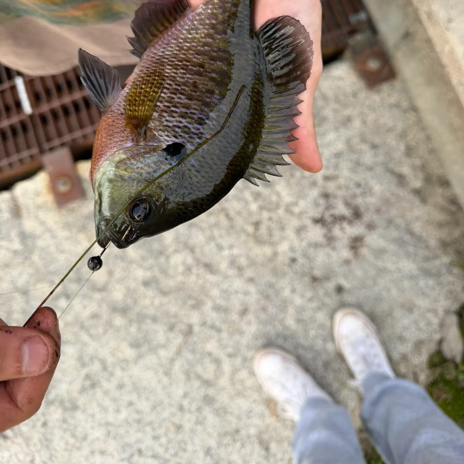 Bluegill caught on Fishbrain